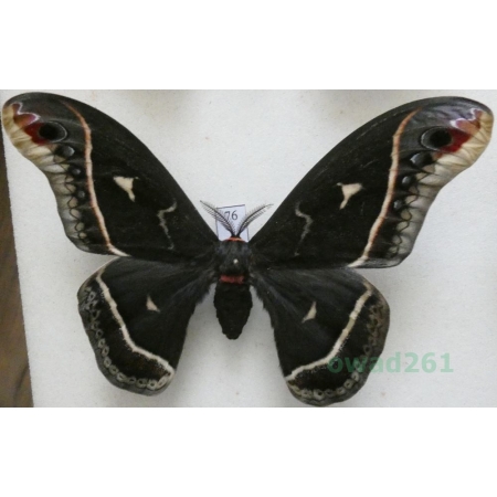 Eupackardia calleta (Westwood, 1853) male ex. ovo USA 108mm76